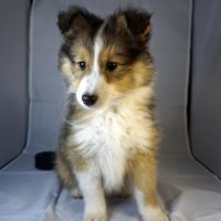 Absol, petit rayon de soleil à croquer ! #6