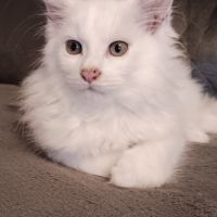 Chaton maine coon blanc