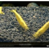 Crevette neocaridina yellow neon