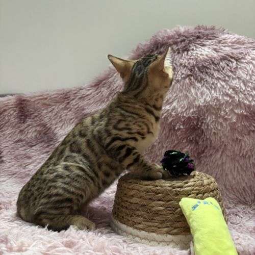 Chaton bengal #0
