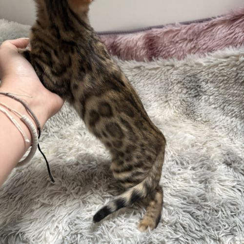 Chaton bengal #7