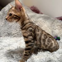 Chaton bengal #4