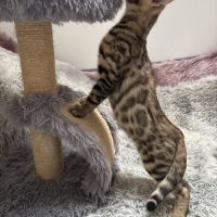 Chaton bengal #5