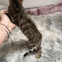 Chaton bengal #7