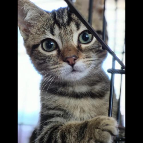 Finley, adorable chaton à l'adoption