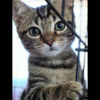 Finley, adorable chaton à l'adoption