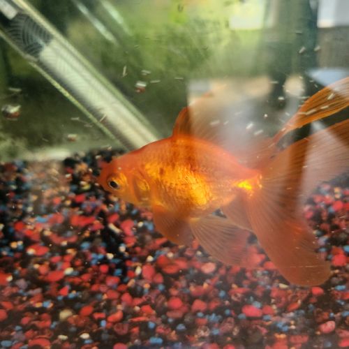 Fantail. poisson rouge éventail #2