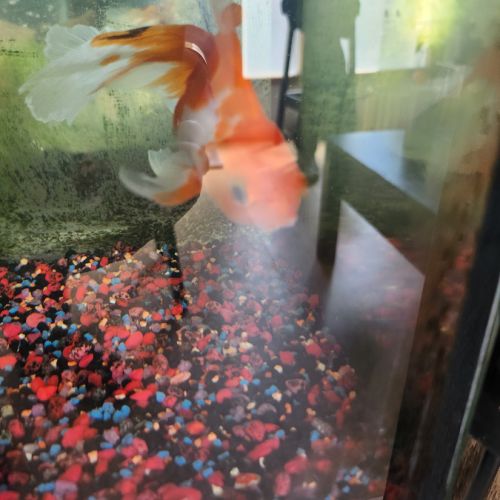 Fantail. poisson rouge éventail