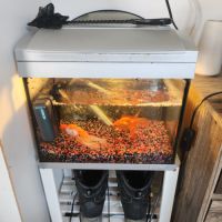 Fantail. poisson rouge éventail #1