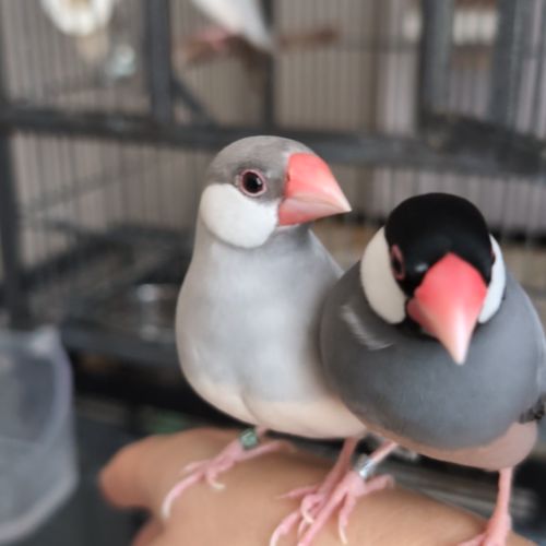 Padda de java apprivoisés