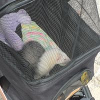 Furet à adopter #2