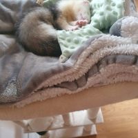 Furet à adopter