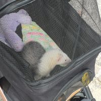 Furet à adopter #4