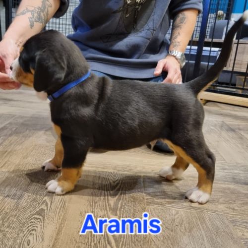 Chiot grand bouvier suisse #1