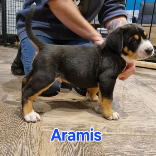 Chiot grand bouvier suisse