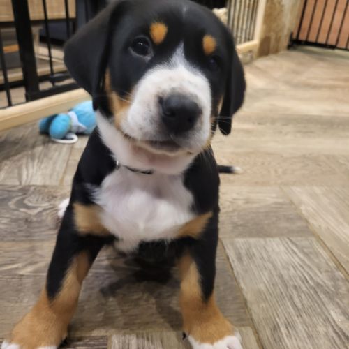 Chiot grand bouvier suisse #3