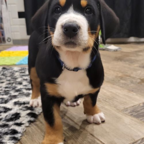 Chiot grand bouvier suisse #4