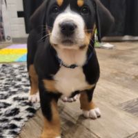 Chiot grand bouvier suisse #4