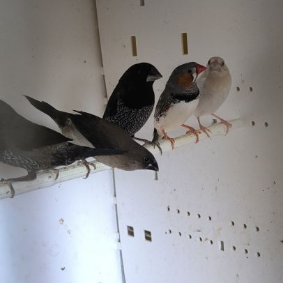 Moineaux du japon #1