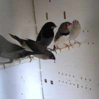 Moineaux du japon #1