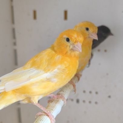 Couple de canari orange