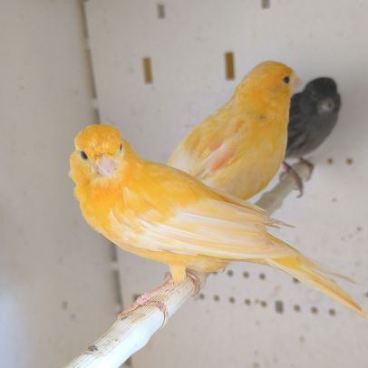 Couple de canari orange #2