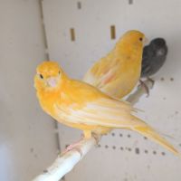 Couple de canari orange #2