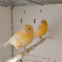 Couple de canari orange #3