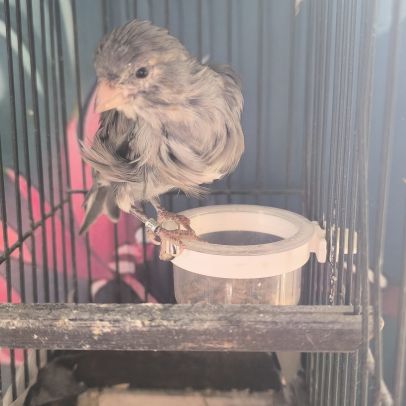 Canari frisé du nord #1