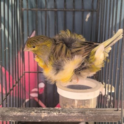 Canari frisé du nord #3