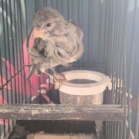 Canari frisé du nord #1