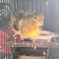 Canari frisé du nord