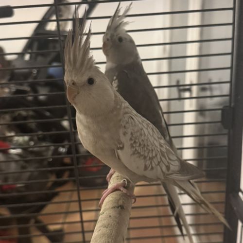 Couple calopsitte+cage #1