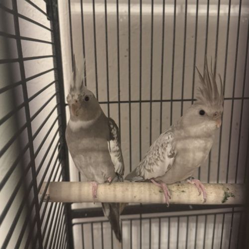 Couple calopsitte+cage #0