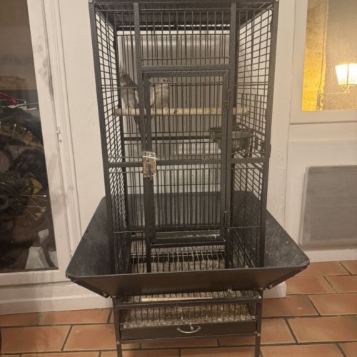 Couple calopsitte+cage #3