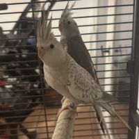 Couple calopsitte+cage #1