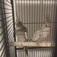 Couple calopsitte+cage