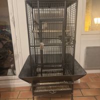 Couple calopsitte+cage #3