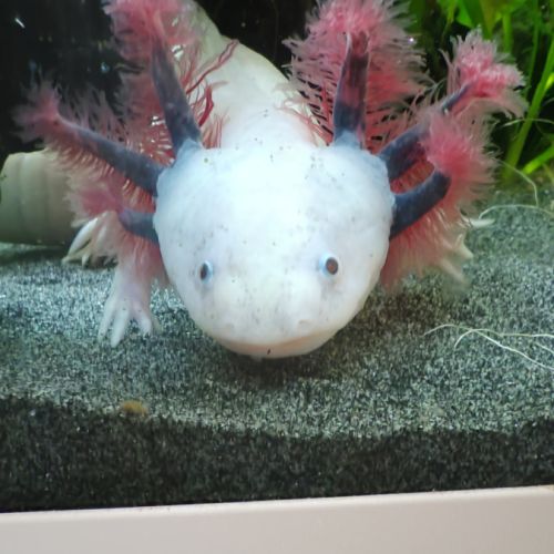 Axolotls sauvage et gold séxable #0