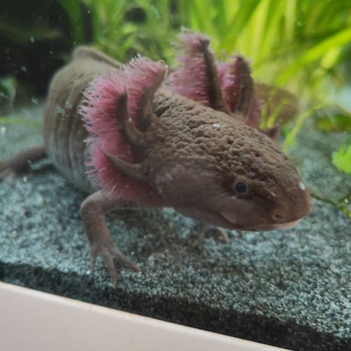 Axolotls sauvage et gold séxable #3
