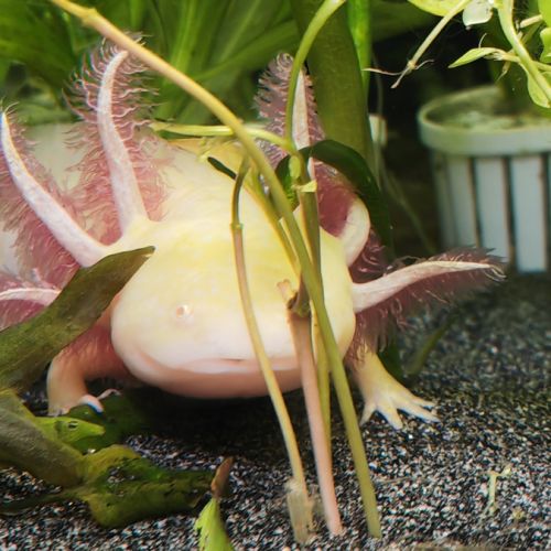 Axolotls sauvage et gold séxable #4