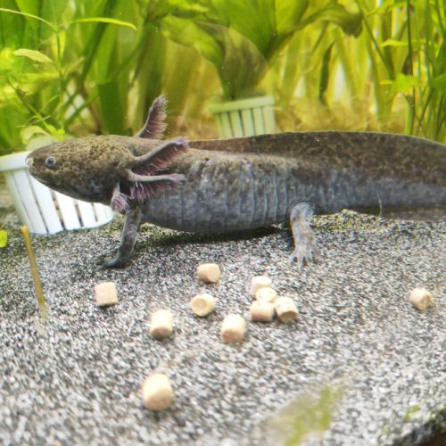 Axolotls sauvage et gold séxable #5