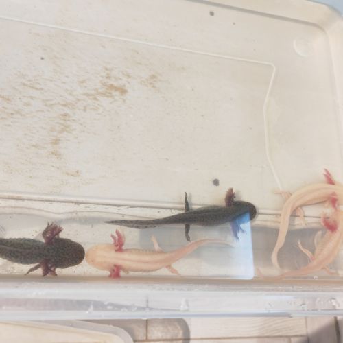 Axolotls sauvage et gold séxable #7