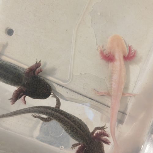 Axolotls sauvage et gold séxable #8