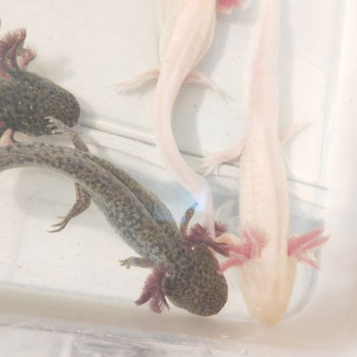 Axolotls sauvage et gold séxable #9
