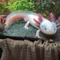 Axolotls sauvage et gold séxable #1