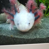 Axolotls sauvage et gold séxable