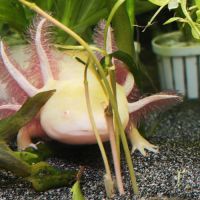 Axolotls sauvage et gold séxable #4