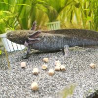 Axolotls sauvage et gold séxable #5