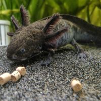 Axolotls sauvage et gold séxable #6